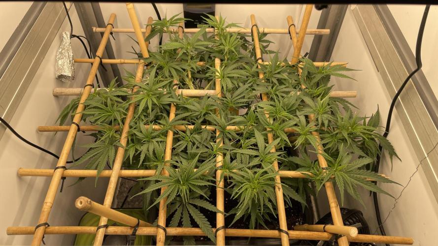 Spliff Strawberry SCROG. Week 8 - Day 49