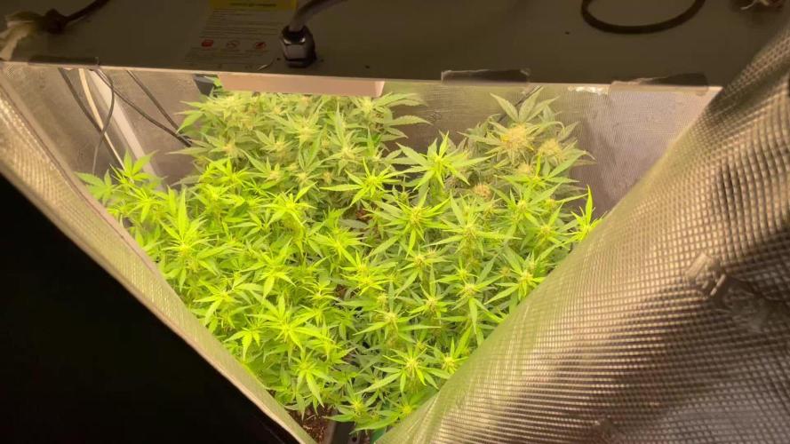 Mimosa x Orange P auto, OGK, Night Q, G