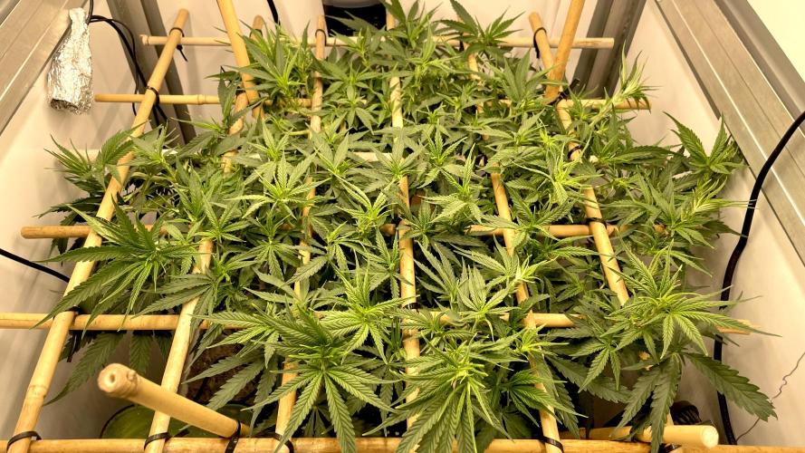 Spliff Strawberry SCROG. Week 9 - Day 60