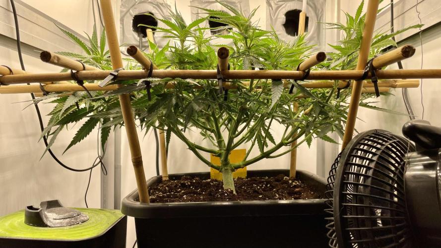 Spliffs Strawberry. Week 9