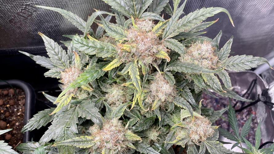 Auto Mimosa x Orange P, OGK, Night Q, G. Week 8 - Day 56 Gelato Auto