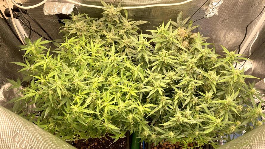 Auto Mimosa x Orange P, OGK, Night Q, G. Week 8 - Day 56