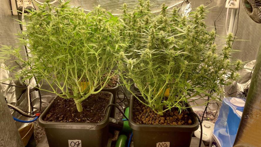 Auto Mimosa x Orange P, OGK, Night Q, G. Week 8 - Day 56