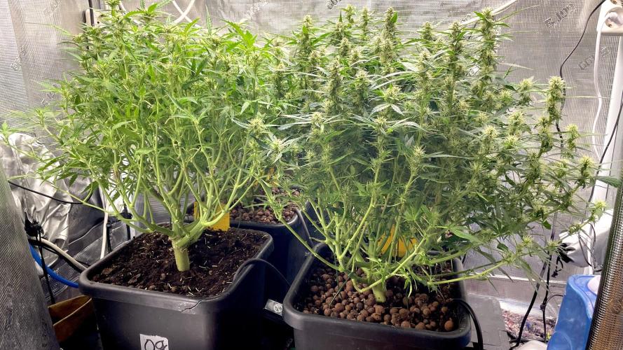Auto Mimosa x Orange P, OGK, Night Q, G. Week 8 - Day 56