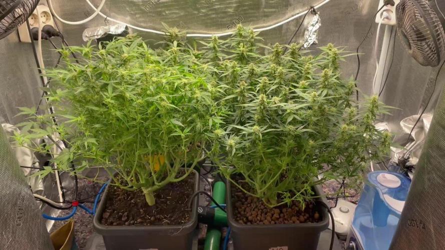 Mimosa x Orange P auto, OGK, Night Q, G