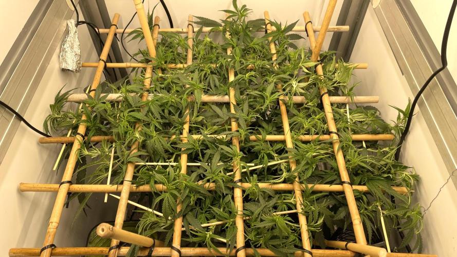Spliff Strawberry SCROG. Week 10 - Day 64