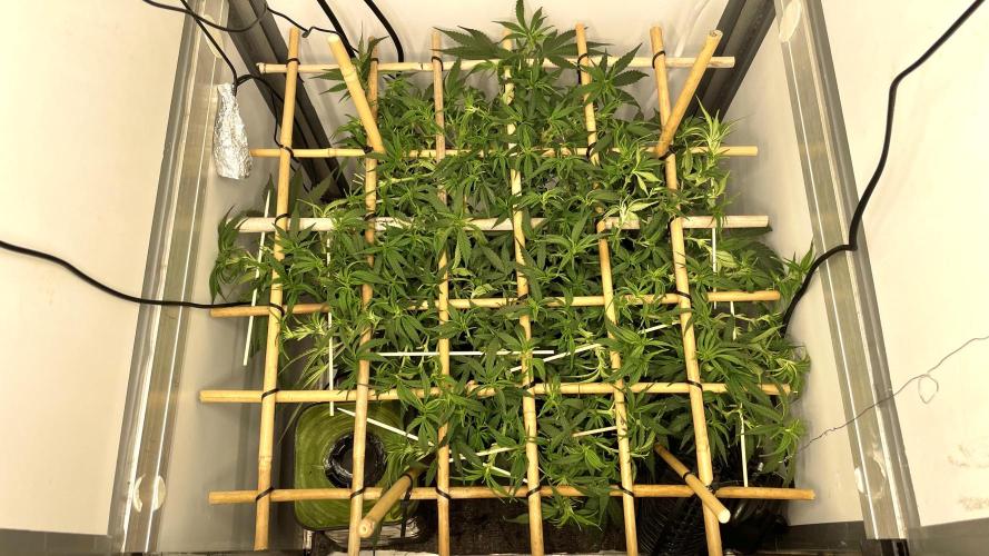 Spliffs Strawberry. Week 10