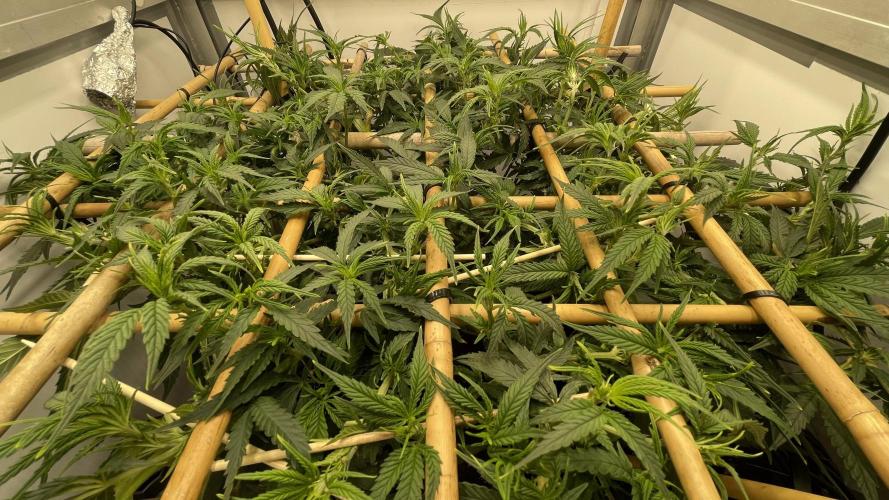 Spliff Strawberry SCROG. Week 10 - Day 64