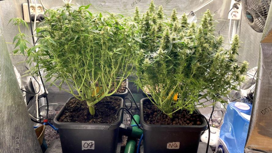 Auto Mimosa x Orange P, OGK, Night Q, G. Week 9 - Day 63