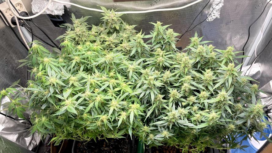 Auto Mimosa x Orange P, OGK, Night Q, G. Week 9 - Day 63