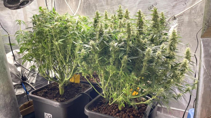 Auto Mimosa x Orange P, OGK, Night Q, G. Week 9 - Day 63