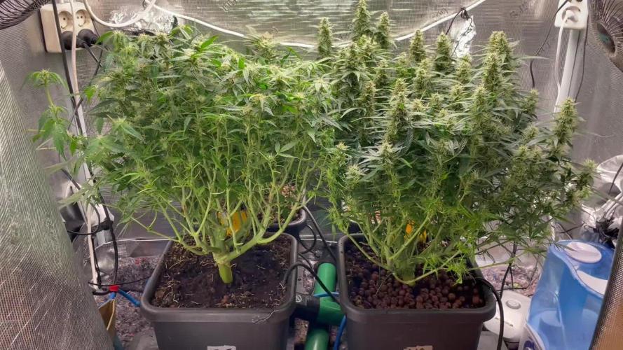 Mimosa x Orange P auto, OGK, Night Q, G