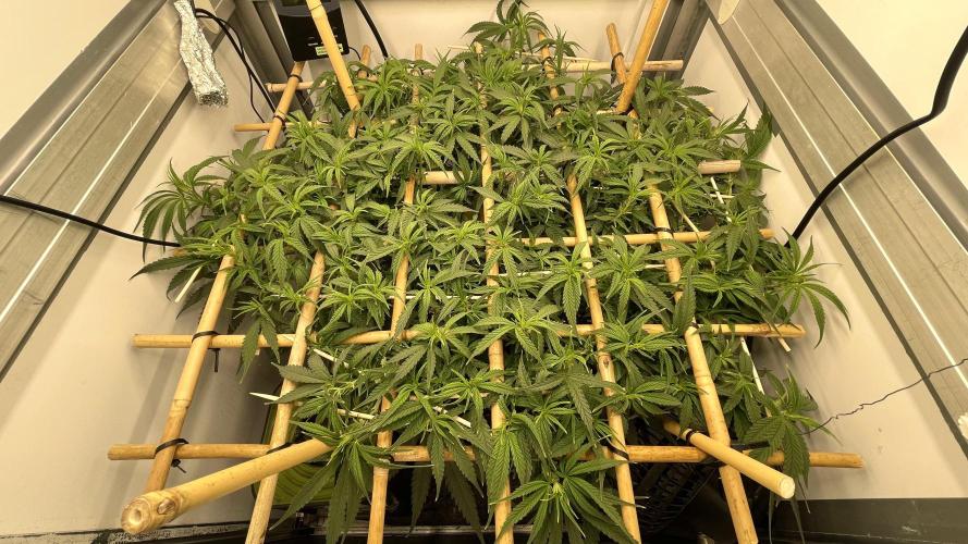 Spliff Strawberry SCROG. Week 11 - Day 71