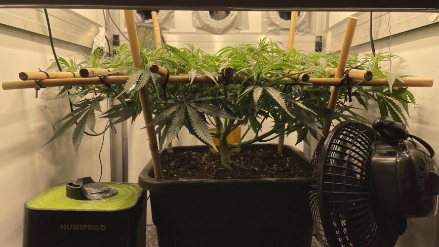 Spliff Strawberry SCROG. Week 11 - Day 71
