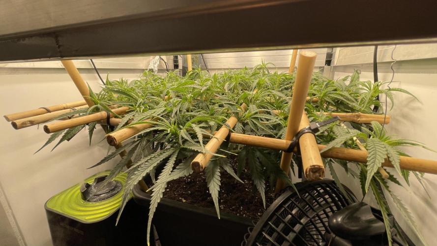 Spliff Strawberry SCROG. Week 11 - Day 71