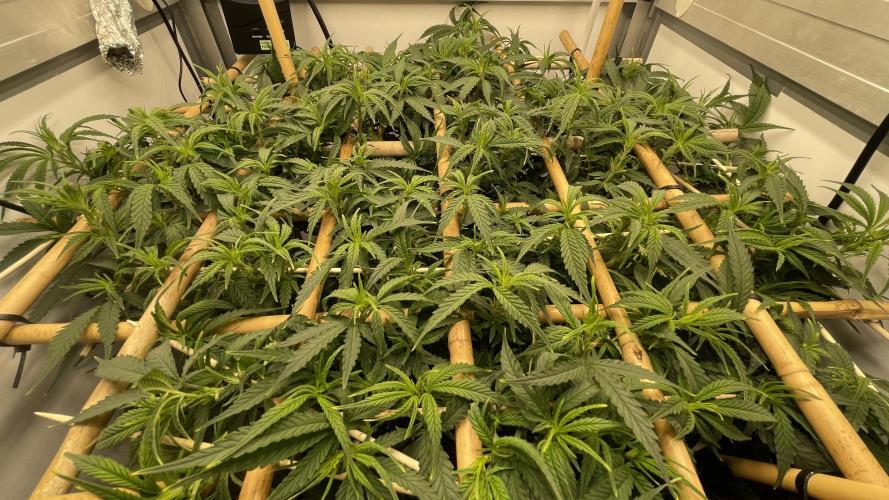 Spliffs Strawberry. Week 11