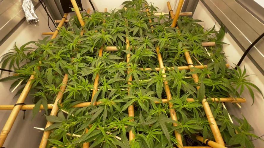 Spliff Strawberry SCROG