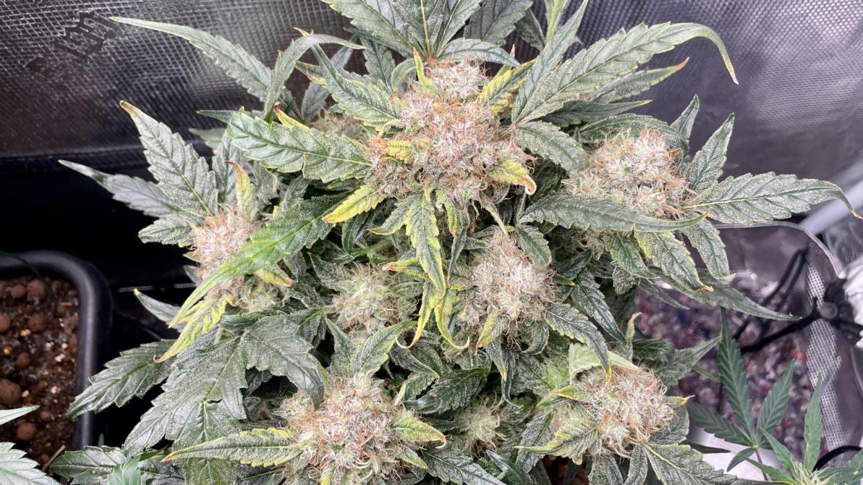 Auto Mimosa x Orange P, OGK, Night Q, G. Week 9