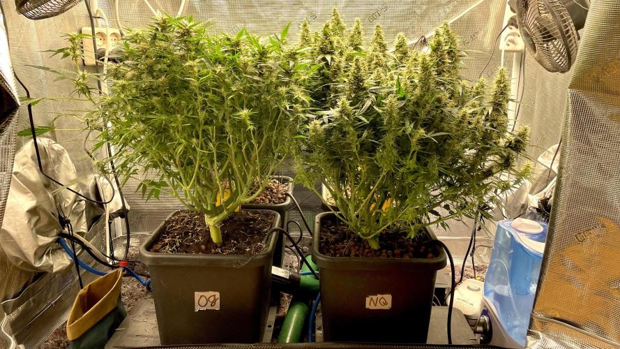 Auto Mimosa x Orange P, OGK, Night Q, G. Week 10 - Day 69