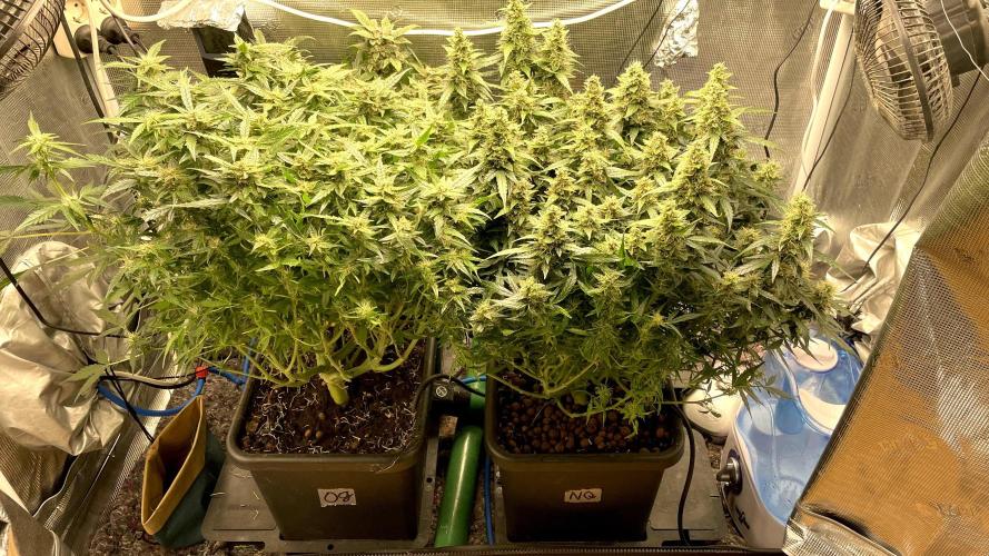 Auto Mimosa x Orange P, OGK, Night Q, G. Week 10 - Day 69