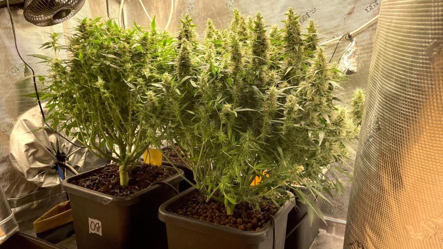 Auto Mimosa x Orange P, OGK, Night Q, G. Week 10 - Day 69