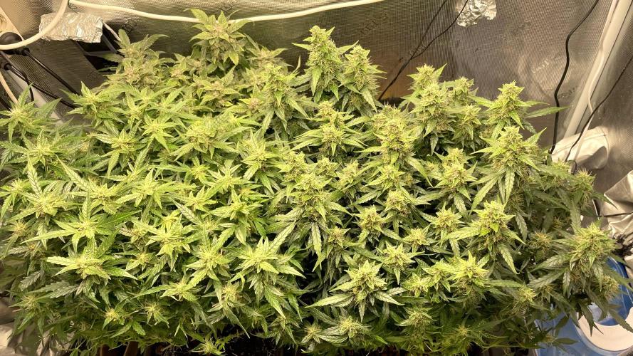 Auto Mimosa x Orange P, OGK, Night Q, G. Week 10 - Day 69
