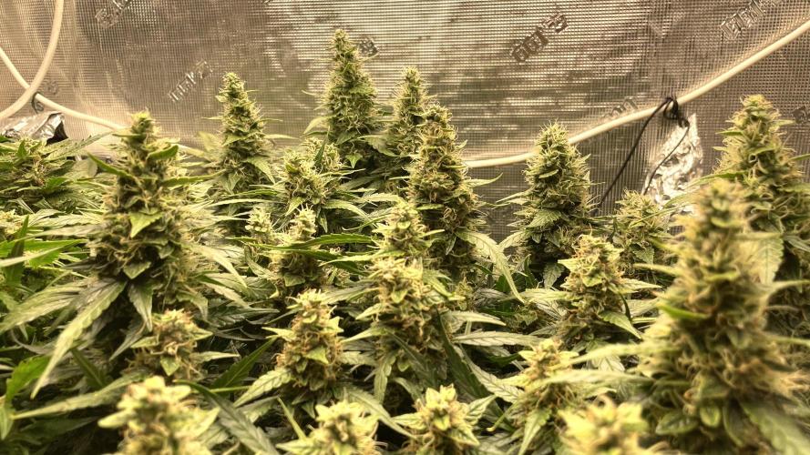 Auto Mimosa x Orange P, OGK, Night Q, G. Week 10 - Day 69 Auto Night Queen