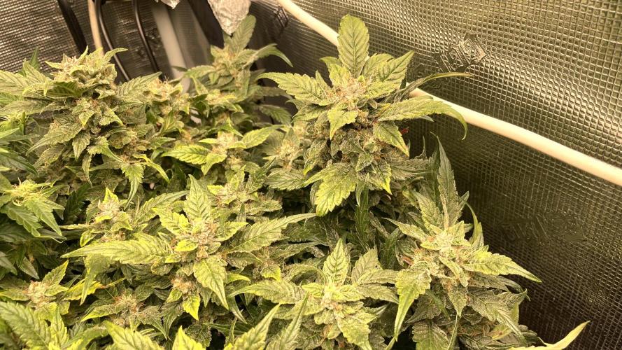 Auto Mimosa x Orange P, OGK, Night Q, G. Week 10 - Day 69 Mimosa x Orange Punch Auto