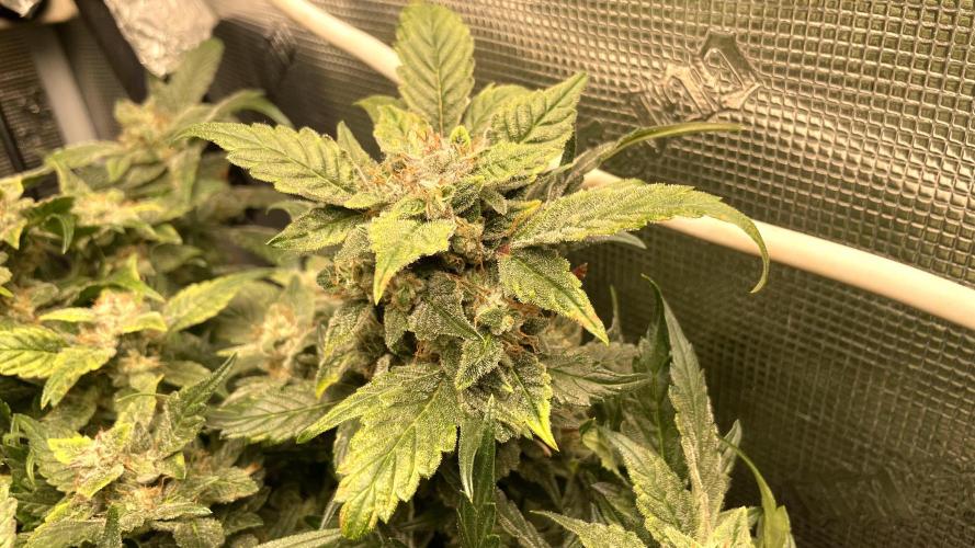 Auto Mimosa x Orange P, OGK, Night Q, G. Week 10 - Day 69 Mimosa x Orange Punch Auto
