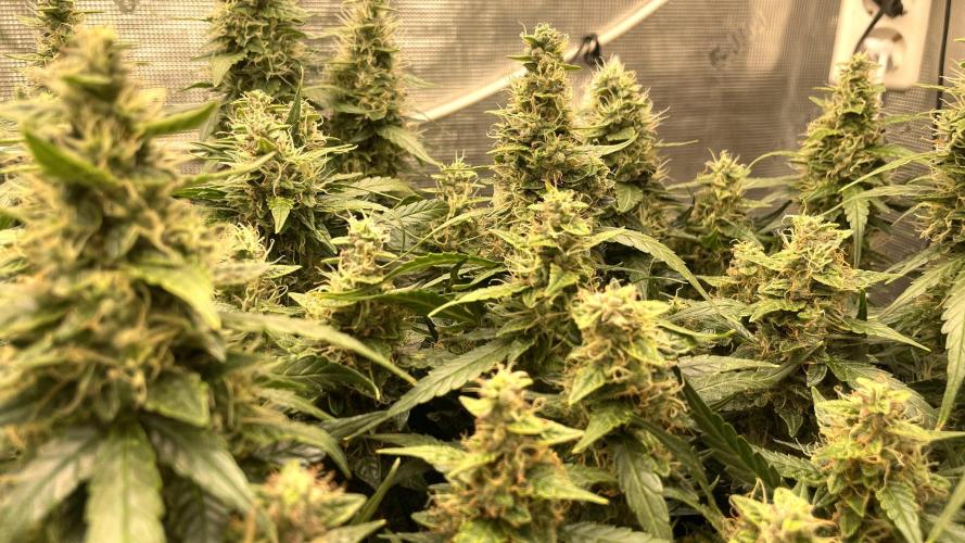 Auto Mimosa x Orange P, OGK, Night Q, G. Week 10 - Day 69 Auto Night Queen