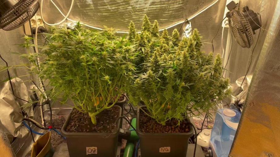 Auto Mimosa x Orange P, OGK, Night Q, G