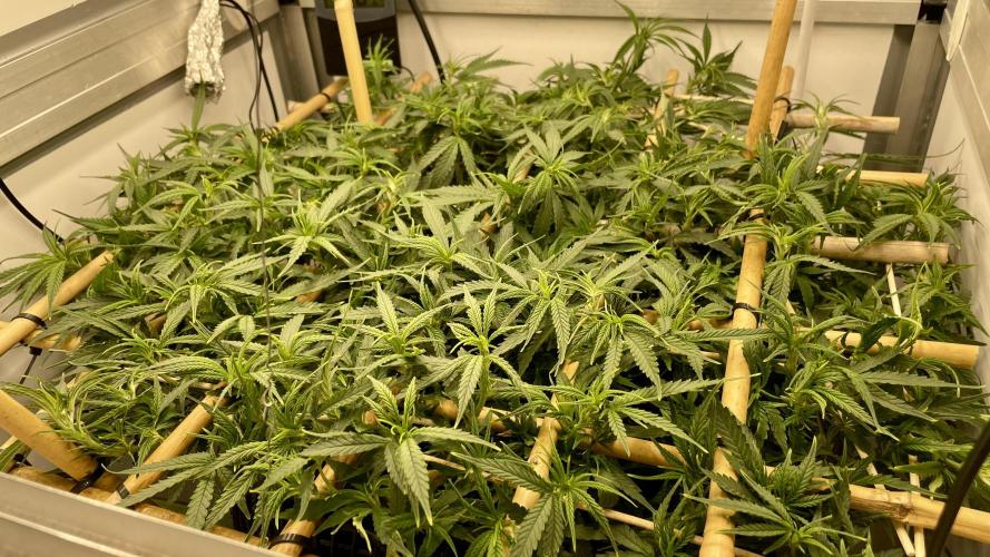 Spliff Strawberry SCROG. Week 11 - Day 77