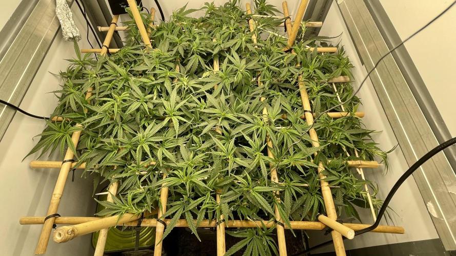Spliff Strawberry SCROG. Week 11 - Day 77