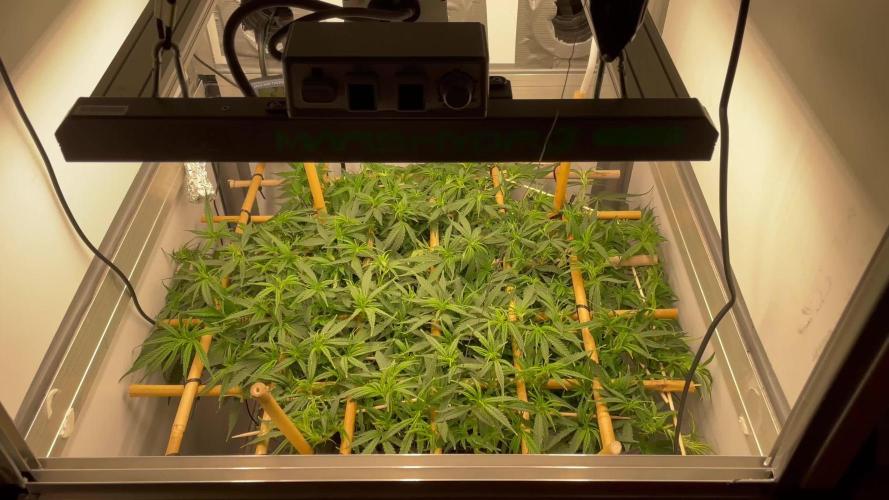 Spliff Strawberry SCROG