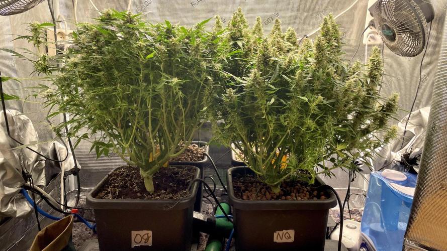 Auto Mimosa x Orange P, OGK, Night Q, G. Week 11 - Day 73