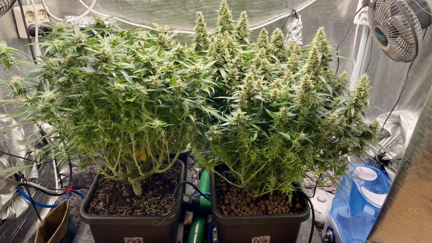 Auto Mimosa x Orange P, OGK, Night Q, G. Week 11 - Day 73