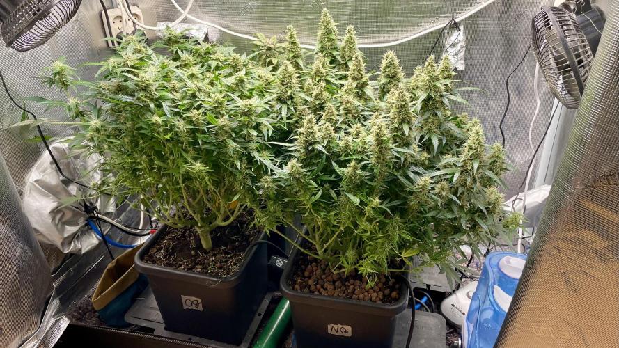 Auto Mimosa x Orange P, OGK, Night Q, G. Week 11 - Day 73
