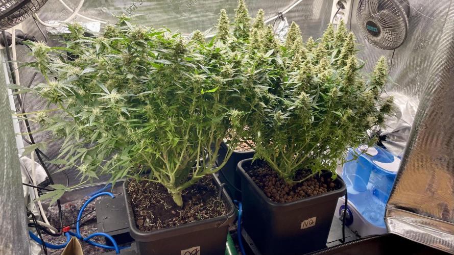 Auto Mimosa x Orange P, OGK, Night Q, G. Week 11 - Day 73