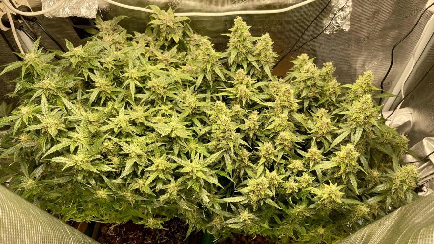 Auto Mimosa x Orange P, OGK, Night Q, G. Week 11 - Day 73