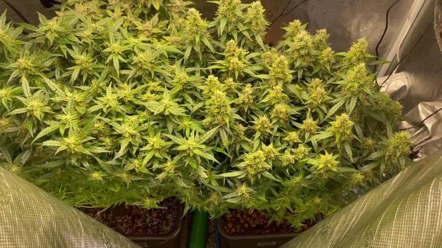 Auto Mimosa x Orange P, OGK, Night Q, G