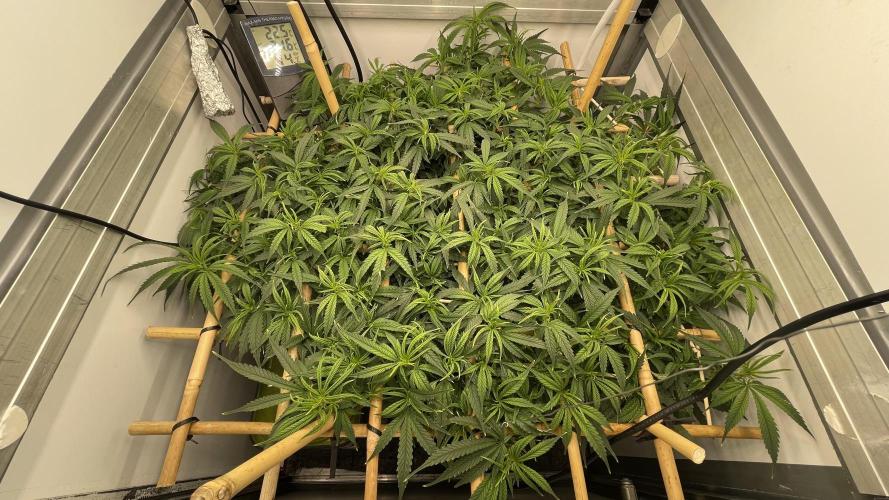 Spliff Strawberry SCROG. Week 12 - Day 79