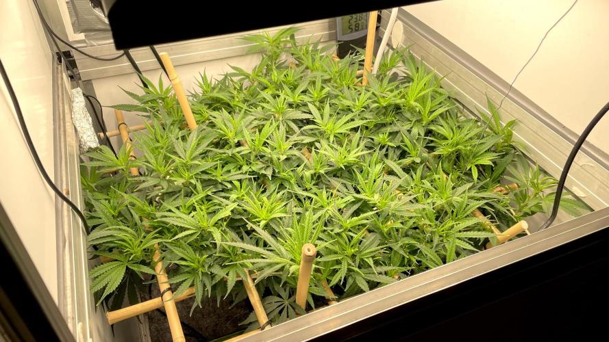 Spliff Strawberry SCROG. Week 12 - Day 80