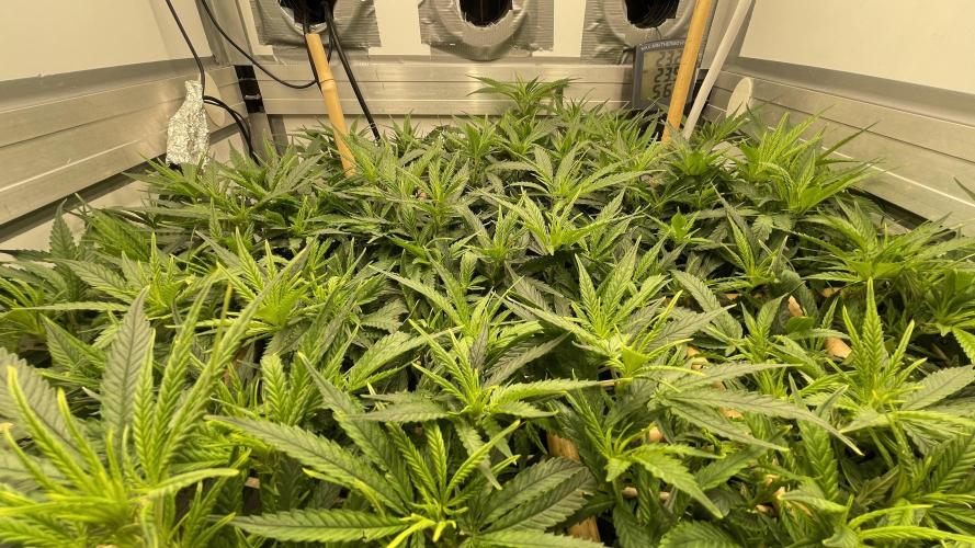 Spliffs Strawberry. Week 12