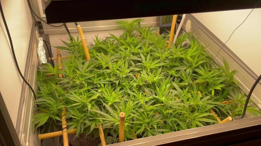 Spliff Strawberry SCROG