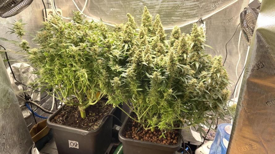 Auto Mimosa x Orange P, OGK, Night Q, G. Week 12 - Day 78