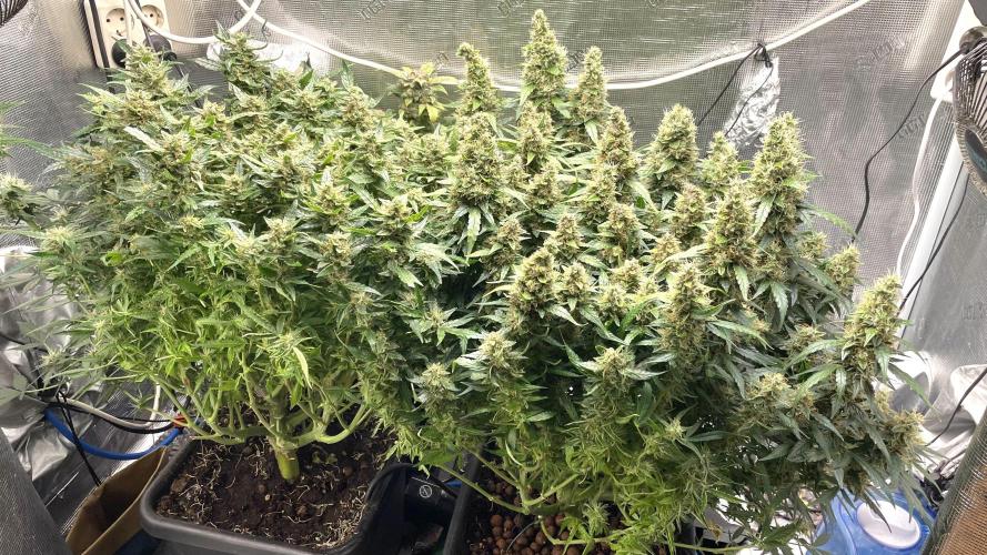 Auto Mimosa x Orange P, OGK, Night Q, G. Week 12 - Day 78