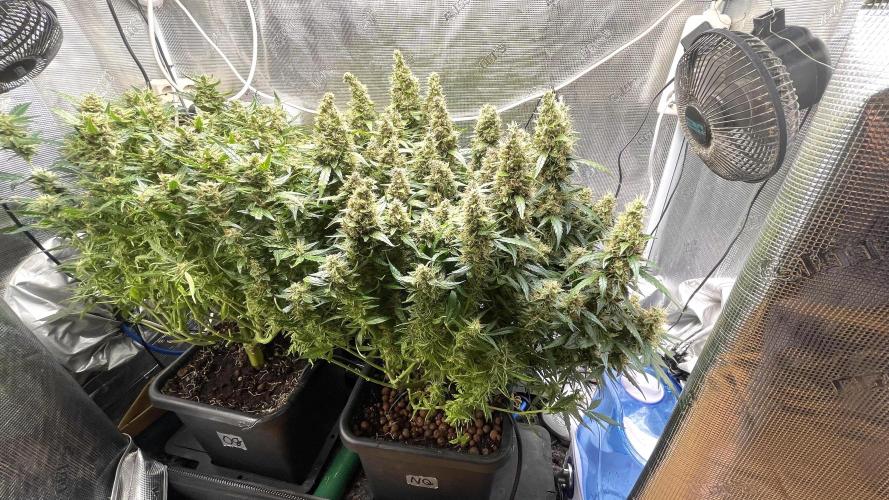 Auto Mimosa x Orange P, OGK, Night Q, G. Week 12 - Day 78