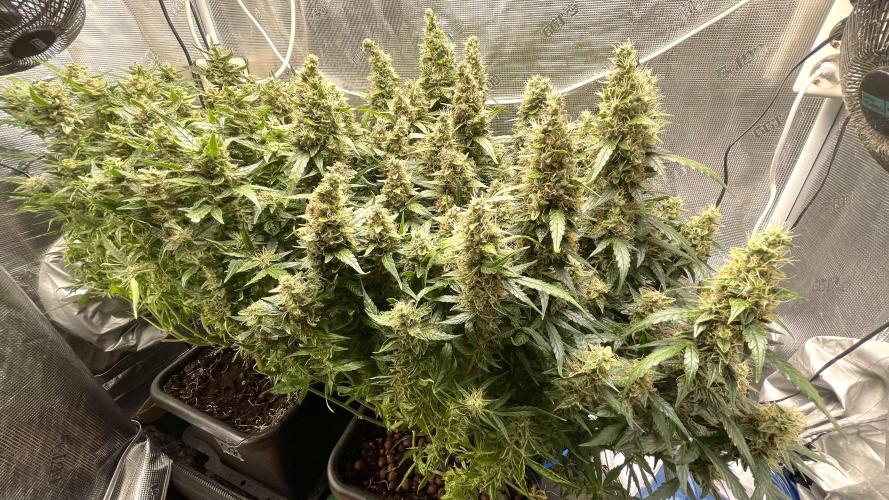 Auto Mimosa x Orange P, OGK, Night Q, G. Week 12 - Day 78