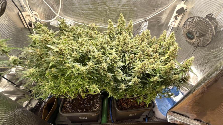 Auto Mimosa x Orange P, OGK, Night Q, G. Week 12 - Day 78
