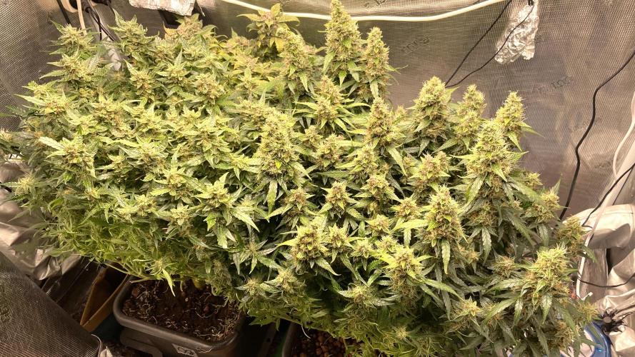 Auto Mimosa x Orange P, OGK, Night Q, G. Week 12 - Day 78